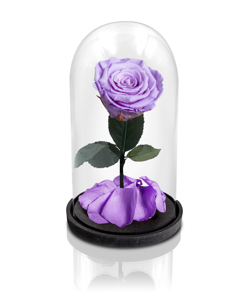 Rosa La Bella e La Bestia Viola