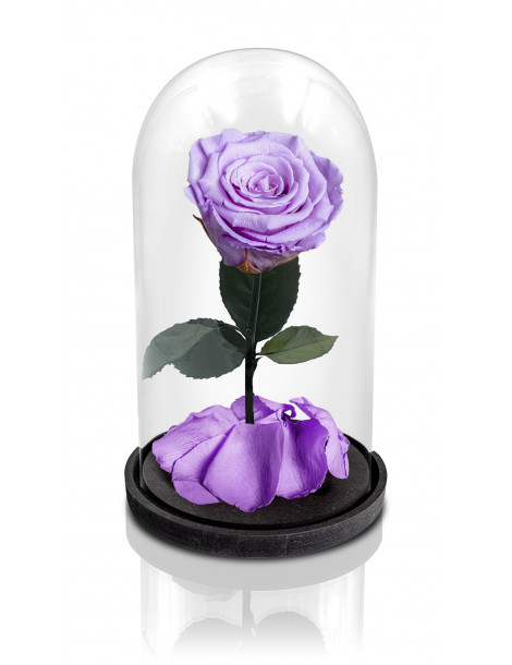 Rosa La Bella e La Bestia Viola