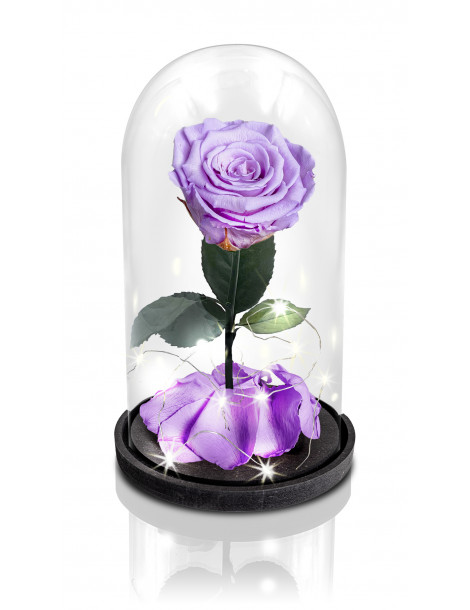 Rosa La Bella e La Bestia Viola