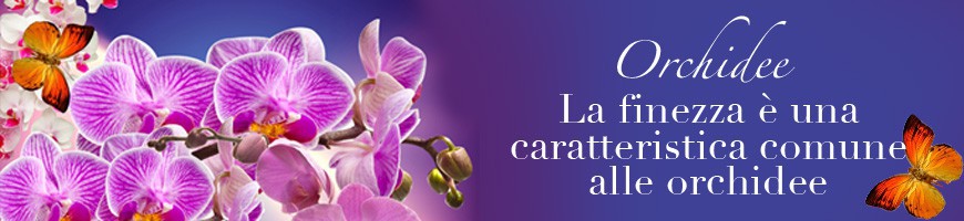Vendita Orchidee Online - Fiori Aluisi - Consegna a Domicilio